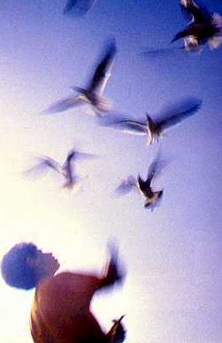fly.jpg (15959 bytes)